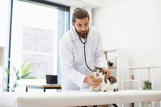 istock Veterinarian examining a cat using a stethoscope in a modern clinic 2205496887