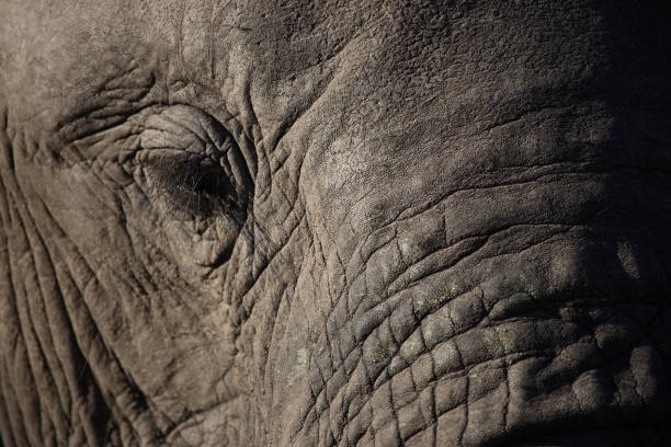 istock Afrikanischer Elefant / African elephant / Loxodonta africana 2205497190