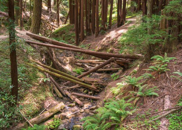 istock Sketchy Log Bridge at Henry Cowell Redwoods State Park 2205497646