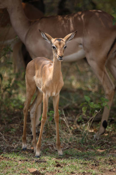 istock Schwarzfersenantilope / Impala / Aepyceros melampus 2205498503