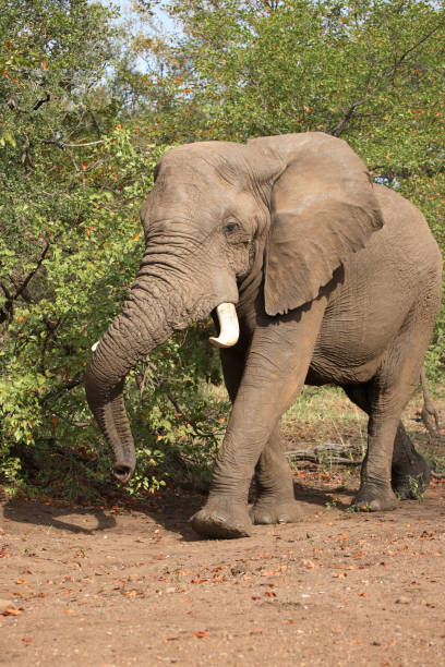 istock Afrikanischer Elefant / African elephant / Loxodonta africana 2205498505
