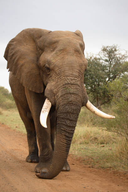 istock Afrikanischer Elefant / African elephant / Loxodonta africana 2205498555