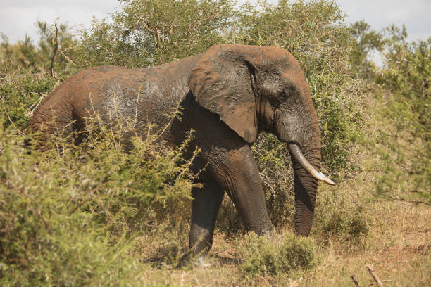 istock Afrikanischer Elefant / African elephant / Loxodonta africana 2205498590