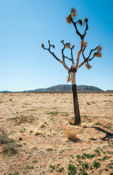 istock Joshua Tree Cactus at Joshua Tree National Park 2205500803