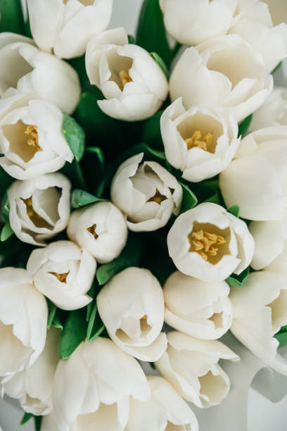 istock Beautiful Bouquet of white delicate tulips. Spring background. 2205501725