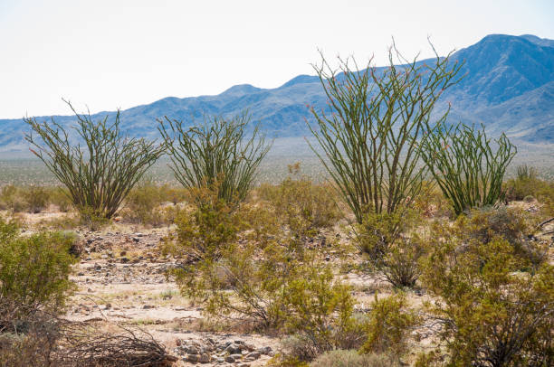 istock Ocotillo Cactus at Joshua Tree National Park 2205502270