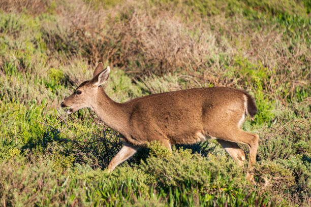 istock Doe at Golden Gate National Recreation Area 2205502672