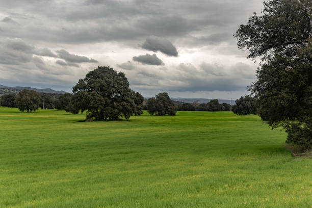 Villamantilla, Madrid, Spain. Scenic view of a green cereal field with holm oak trees and mountains in the background, under a cloudy sky