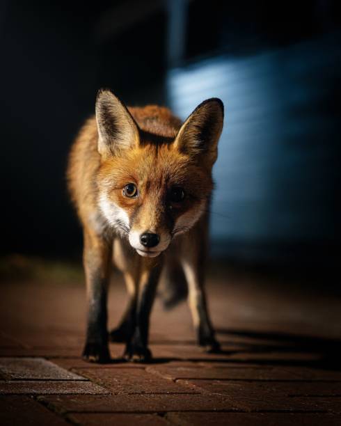 istock Close-up of a curious red fox walking on a brick path at night, illuminated by soft light. 2205504004