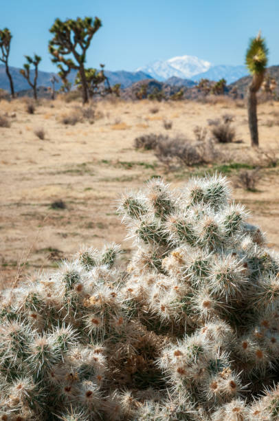 Joshua Tree National Park, California