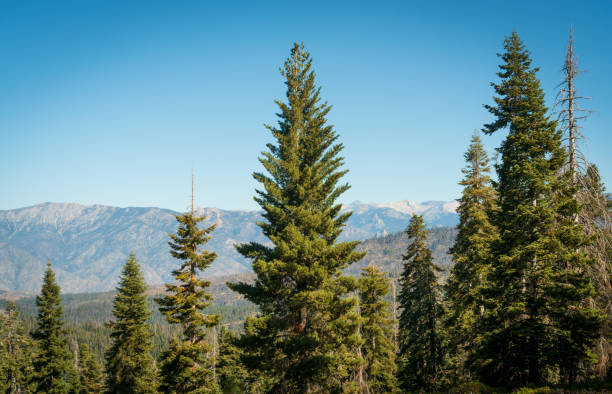 Giant Sequoia National Monument, California