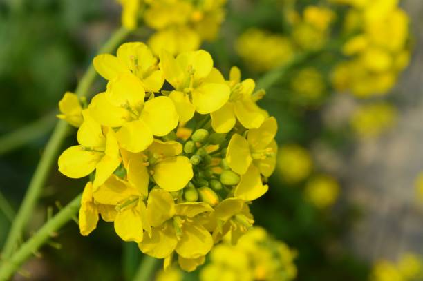 istock Vibrant yellow mustard flowers in bloom. 2205505227