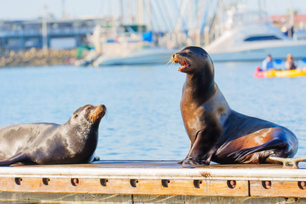 istock Active Sea Lions on Dock in Oceanside on a Sunny Day 2205505955