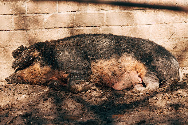 Mangalitza pig sleeping on the farm, selective focus