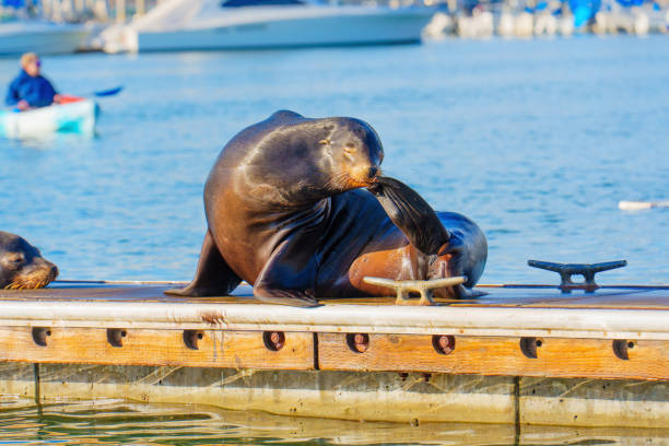 Playful sea lion lounging on dock, enjoying sunny day, carefree atmosphere, waterfront setting, ideal for marine wildlife and nature themes.