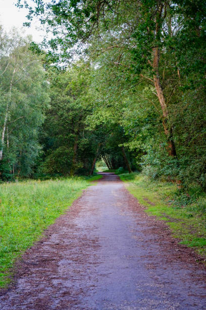 istock Single track road in woodland 2205507025