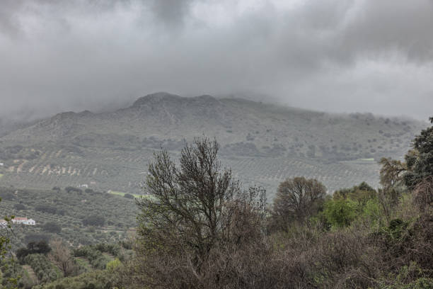 Fog is covering olive tree crops and hills in andalusia, spain, in a cloudy day