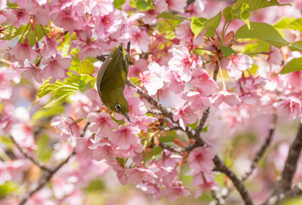 istock Early-blooming Kawazu cherry blossoms in full bloom 2205507312