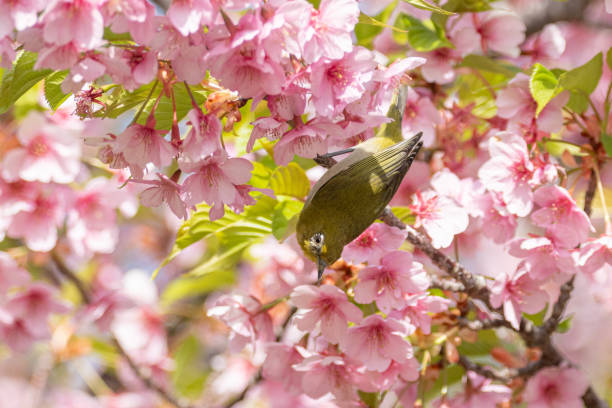 istock Early-blooming Kawazu cherry blossoms in full bloom 2205507328