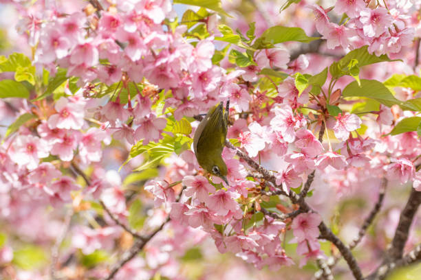 istock Early-blooming Kawazu cherry blossoms in full bloom 2205507373