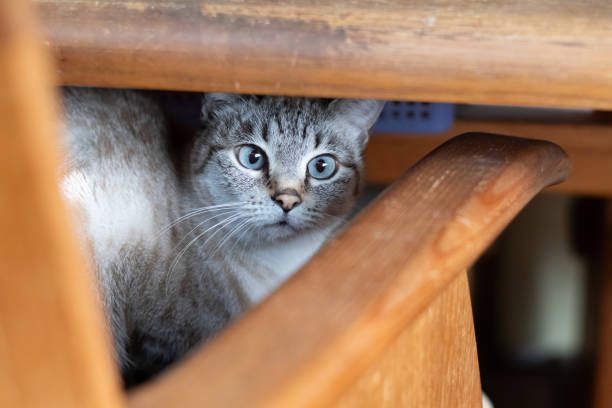 istock Cute cat hiding under a chair 2205507698