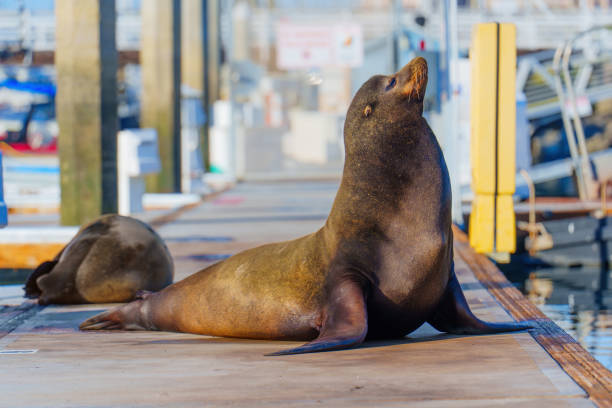 istock Sea Lion Enjoying Sunshine at Oceanside Harbor 2205507940