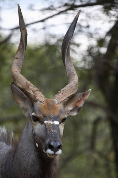 istock Nyala / Nyala / Tragelaphus angasii 2205508881