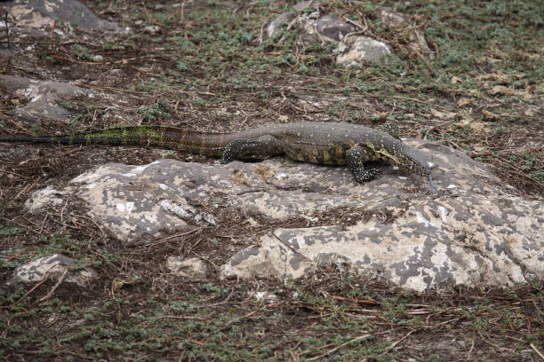 istock Nilwaran / Nile Monitor / Varanus niloticus 2205509055