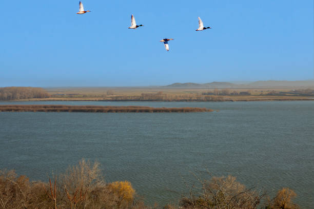 Flock of wild ducks flying over Danube river banks in Galati, Romania.