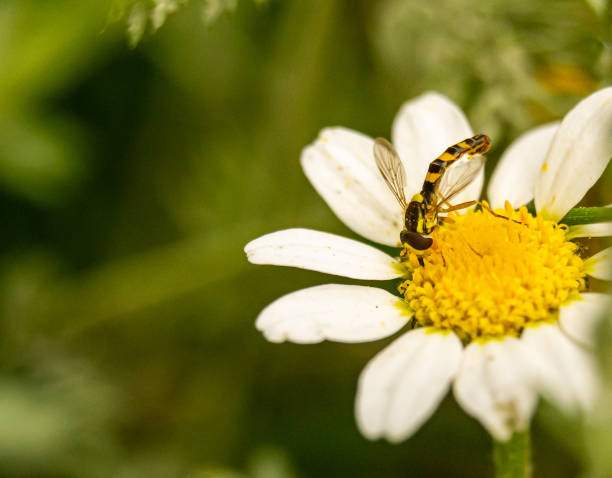 Wasp on a margarita. Syrphidae. Natural scene in the field