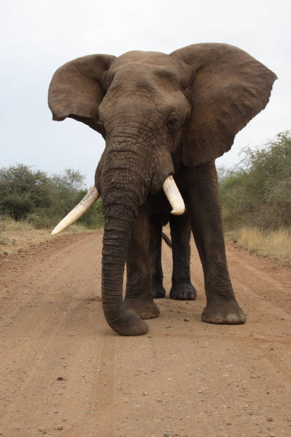 istock Afrikanischer Elefant / African elephant / Loxodonta africana 2205509588