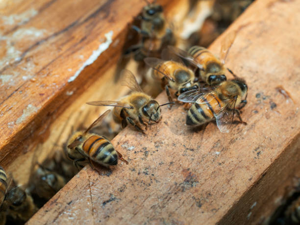 istock Bees in a beehive on a natural farm 2205509741