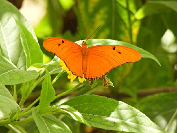 istock Julia Butterfly (Dryas iulia) with wings spread 2205510235