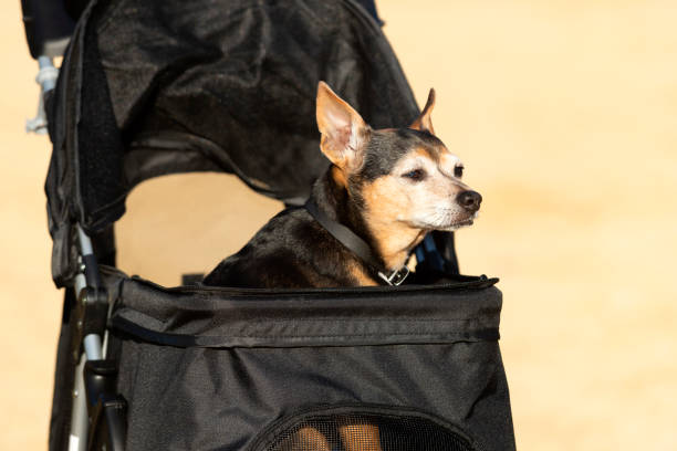 istock brown and black dog in a dog stroller 2205511196