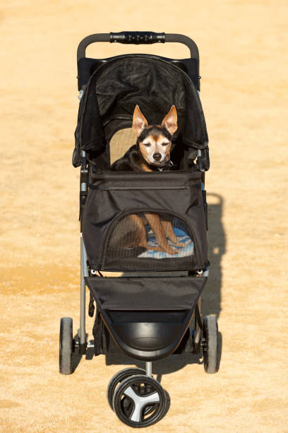 istock brown and black dog in a dog stroller 2205511199