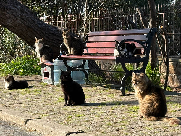 Cats sleeping on a bench in the old park