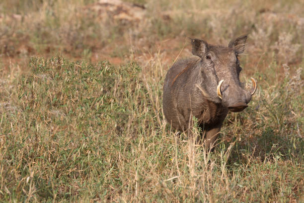 Warzenschwein / Warthog / Phacochoerus africanus