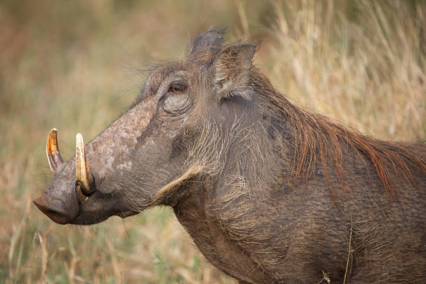 istock Warzenschwein / Warthog / Phacochoerus africanus 2205511581