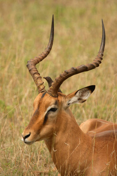 istock Schwarzfersenantilope / Impala / Aepyceros melampus 2205512086