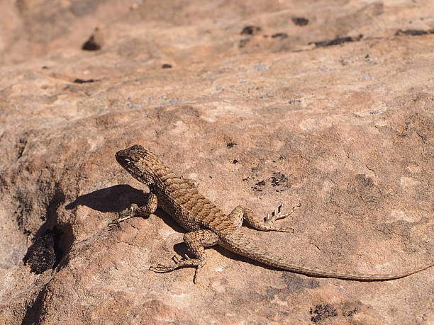istock Lizard - at home on the rocks 2205512635