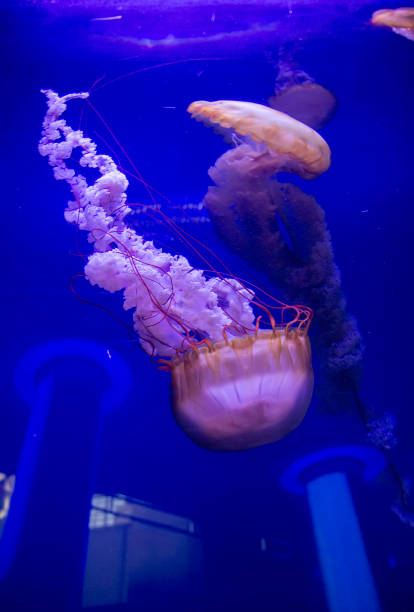 istock Big jellyfish in the deep blue water 2205514422