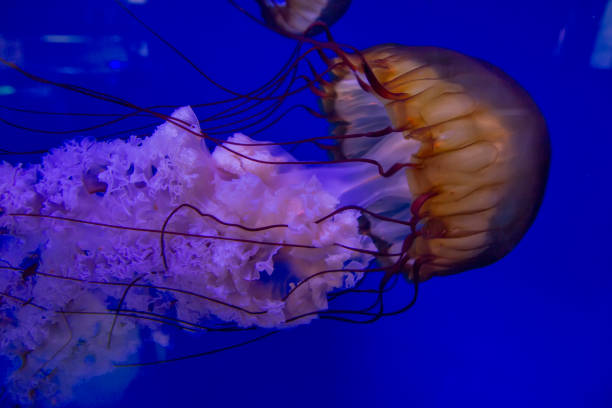 istock Big jellyfish in the deep blue water 2205514478