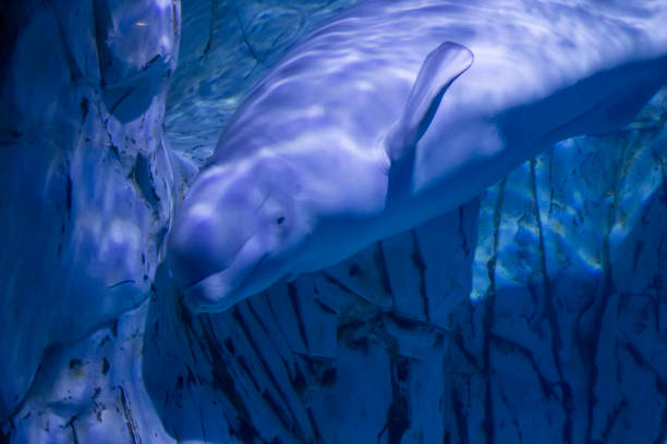 Beluga whale gliding in blue sea depths