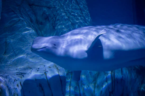Beluga whale gliding in blue sea depths