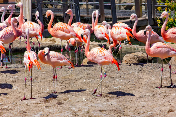 Flamingos standing gracefully by the lake