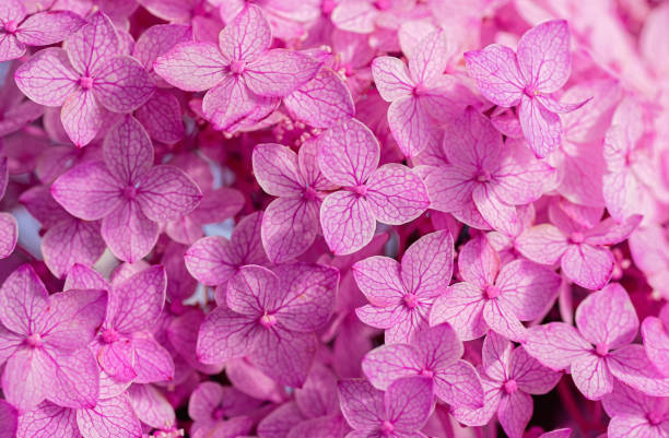 Vibrant pink hydrangea flowers in full bloom. Pink floral background. Close up.