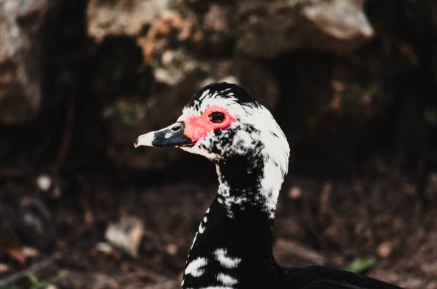A captivating portrait of a Muscovy duck with striking red facial markings and black-and-white feathers. A perfect stock image for wildlife, nature, and bird photography themes