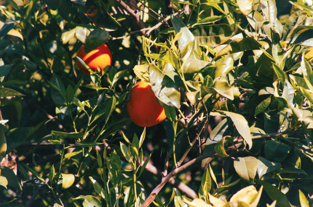 An Orange tree with two of its delicious fruits, during a bright morning in Morocco.