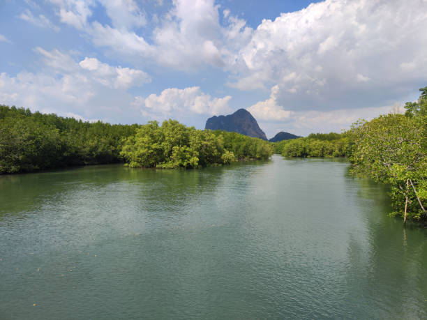 Mangroves along the Son river, Krabi province, Thailand.