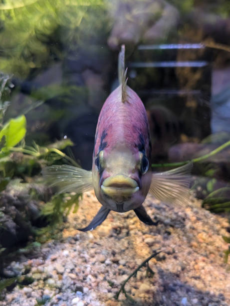 Hemichromis frempongi fish is looking for enemy